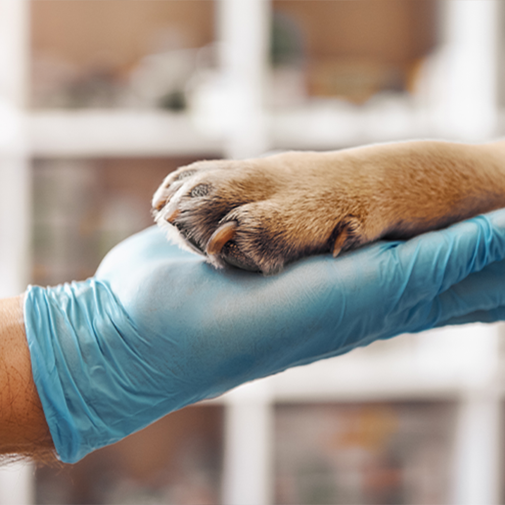 animal paw in hand of veterinary with blue gloves on