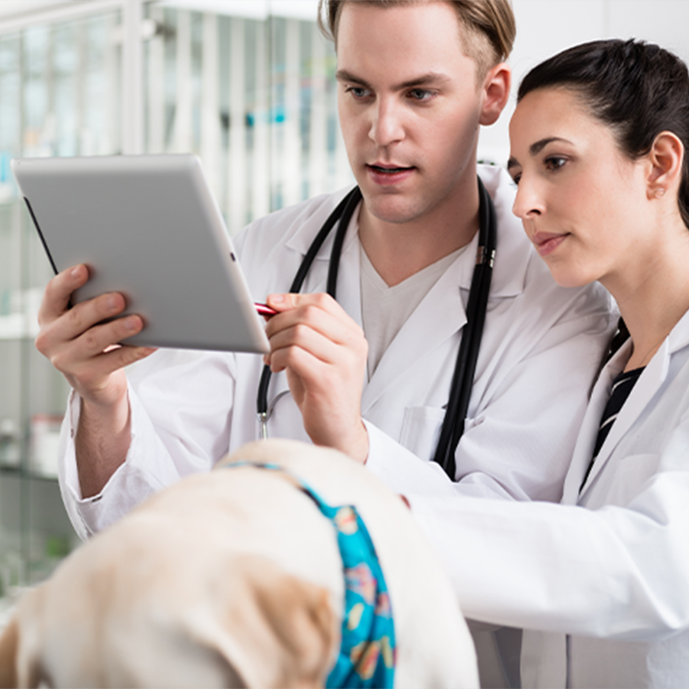 two veterinarians discuss dog blood test results on tablet in clinic